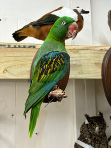 Great-billed Parrot