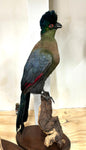 Purple-crested Turaco