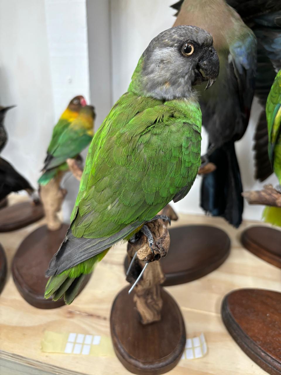 Senegal Parrot