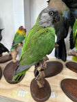 Senegal Parrot