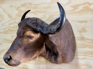 Cape Buffalo