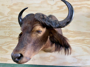 Cape Buffalo