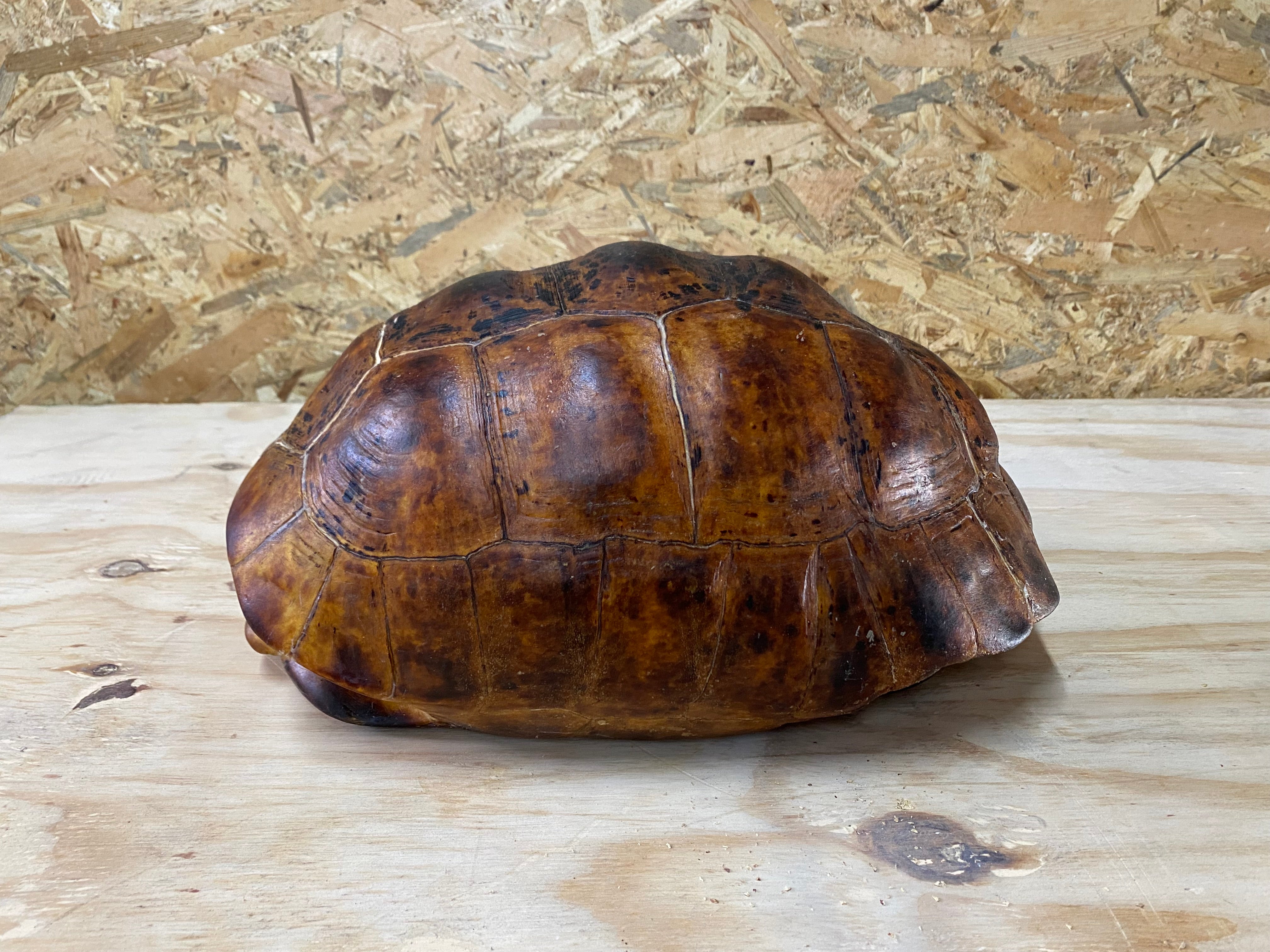 Leopard Tortoise 02