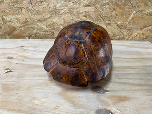 Leopard Tortoise 02