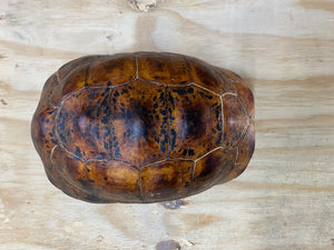 Leopard Tortoise 02