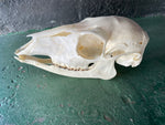 Bushbuck skull