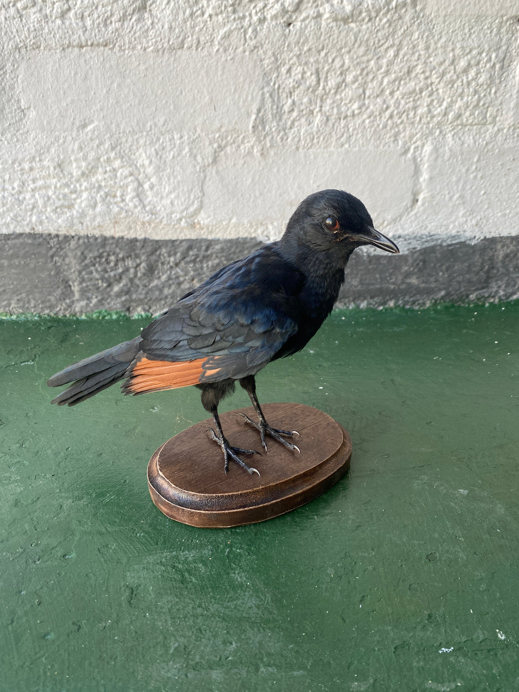 Red-winged Starling