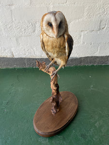 Barn Owl