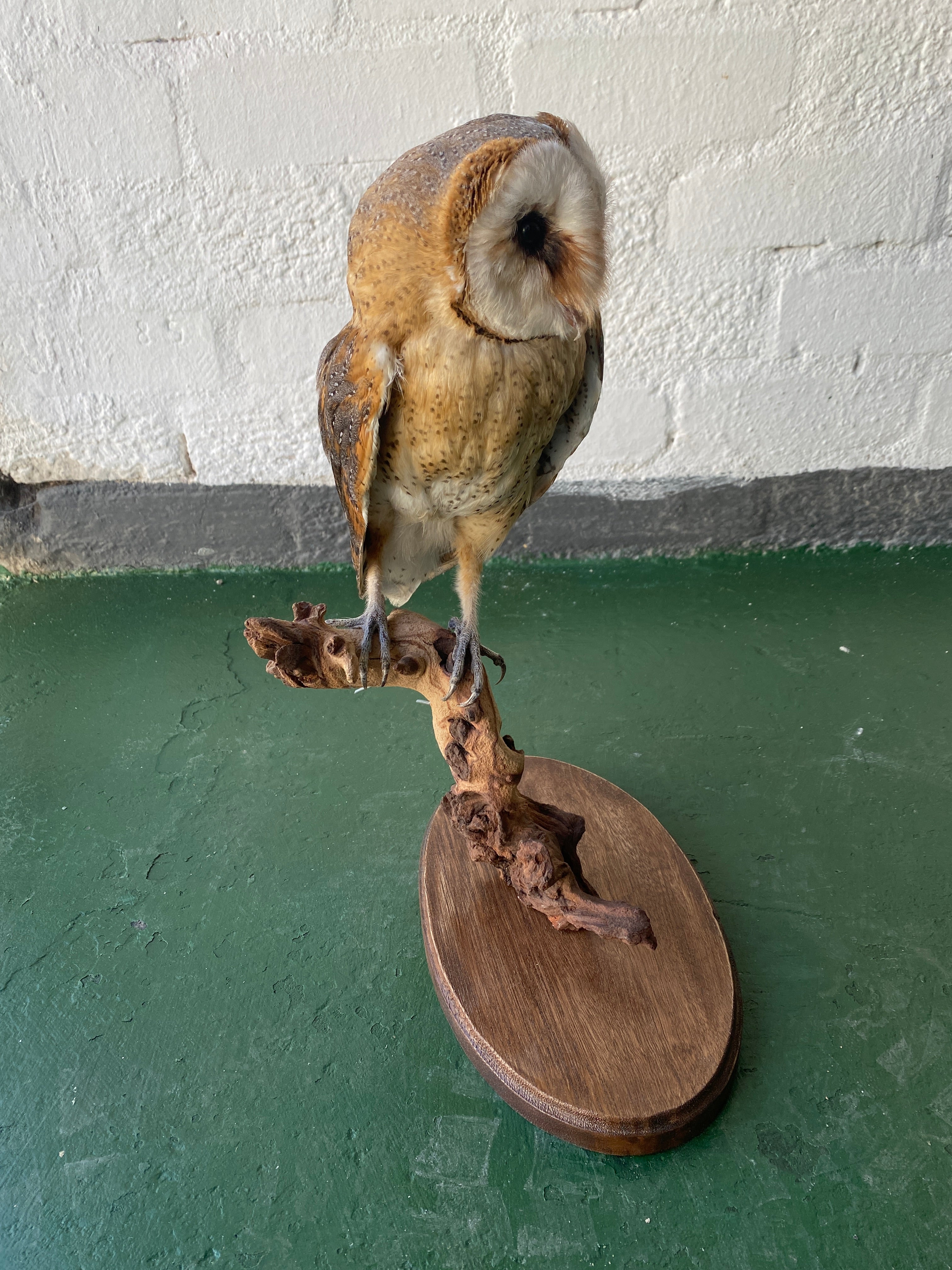 Barn Owl