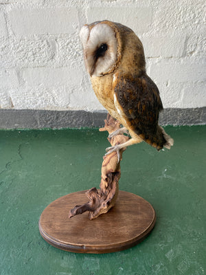 Barn Owl