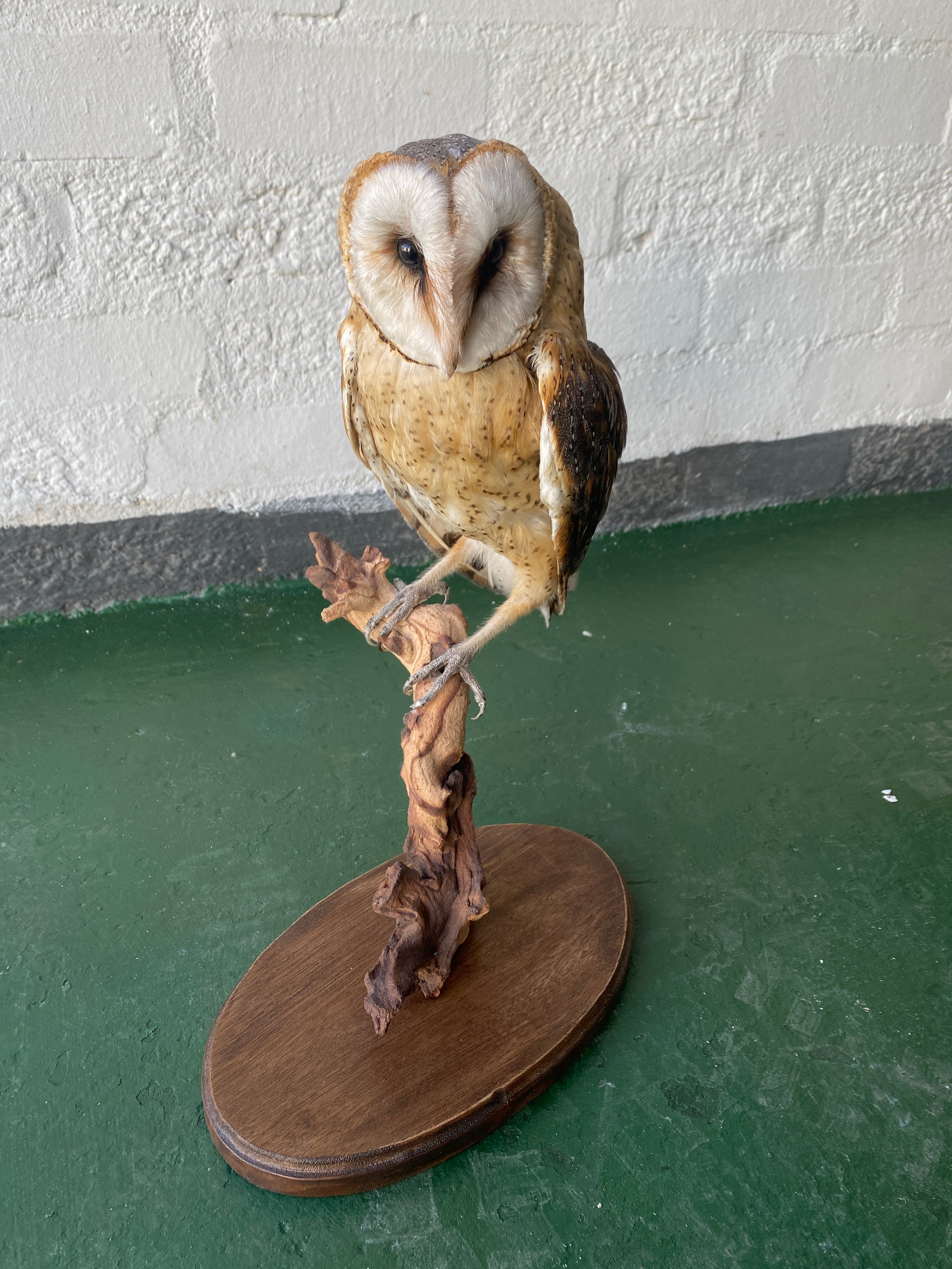 Barn Owl