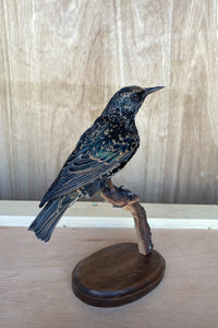 European Starling