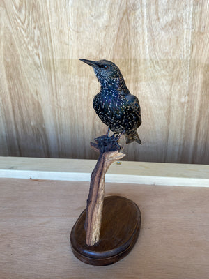 European Starling