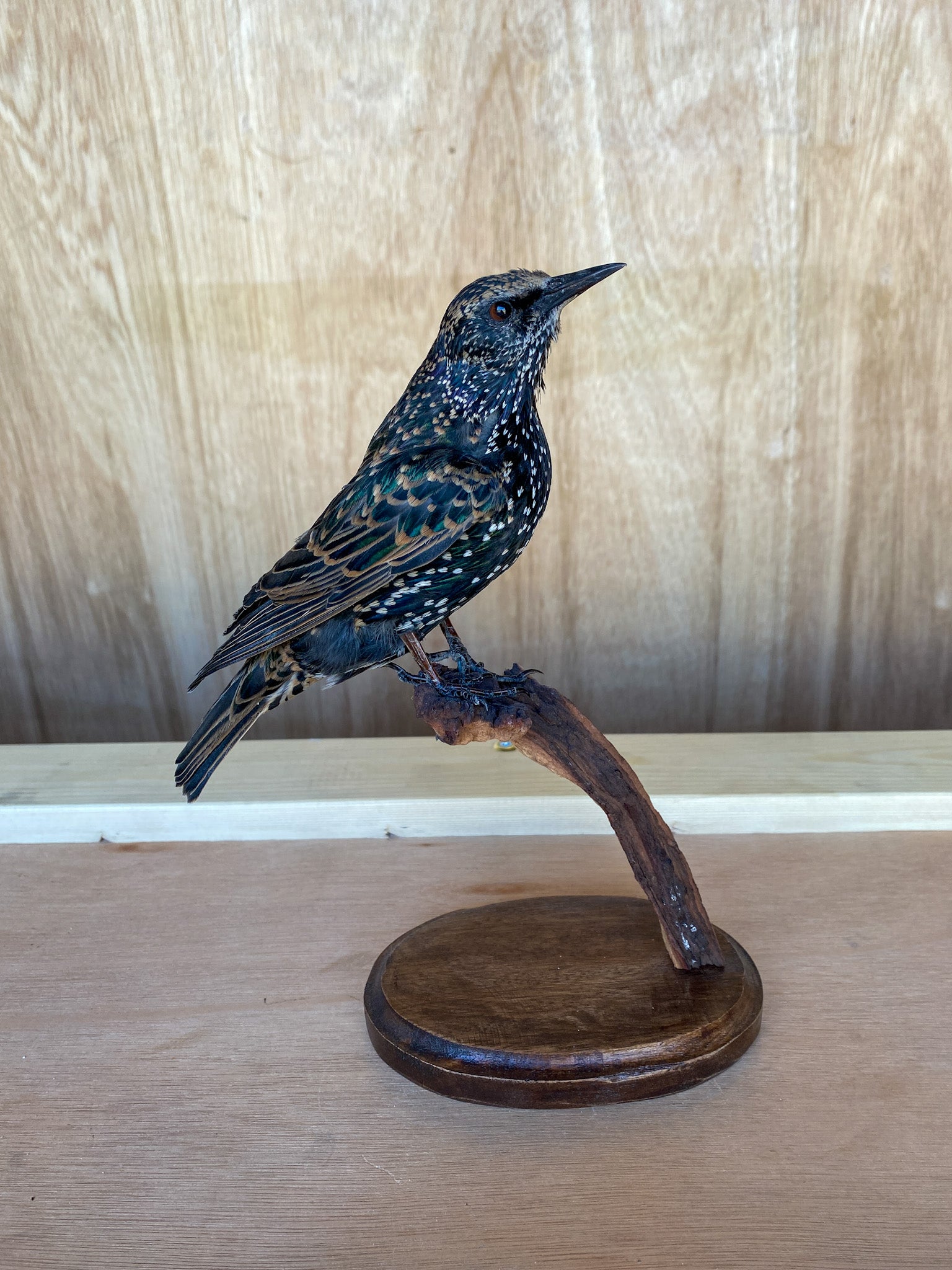 European Starling