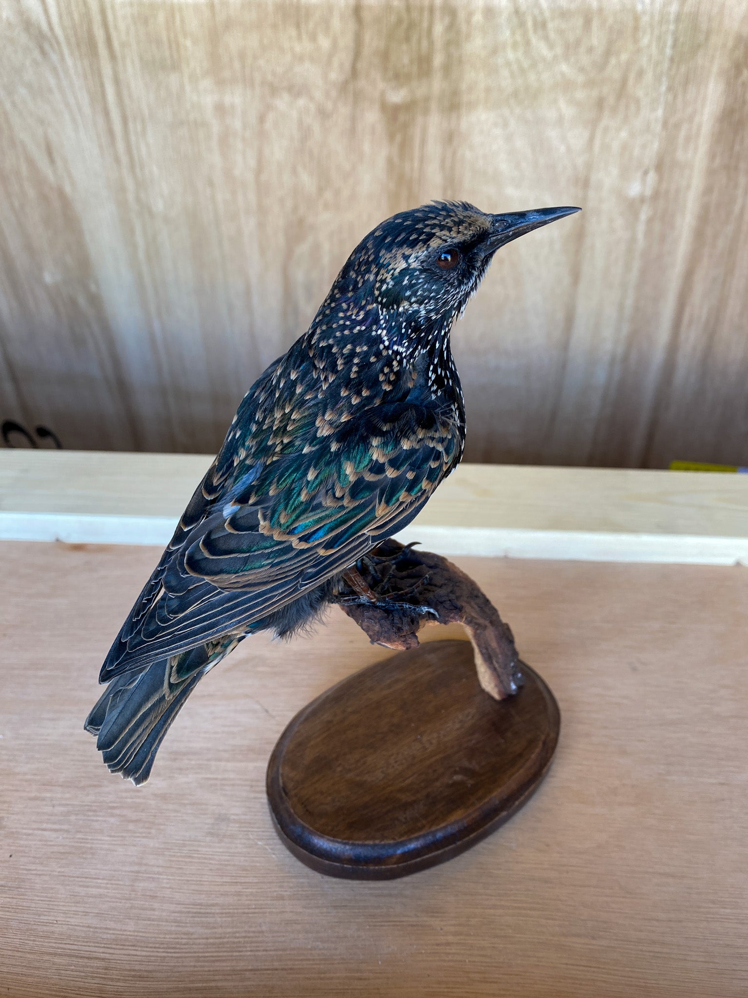 European Starling