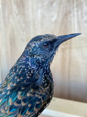 European Starling