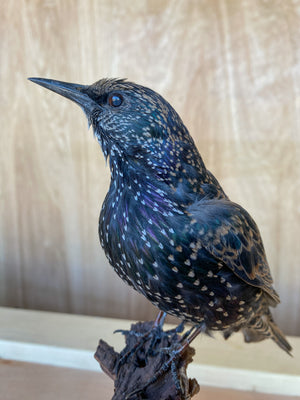 European Starling