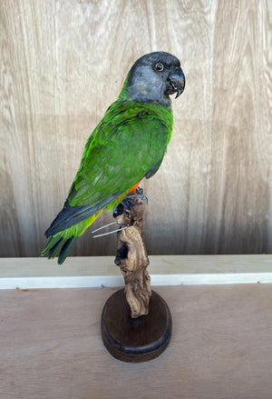 Senegal Parrot