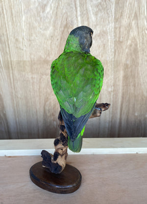 Senegal Parrot