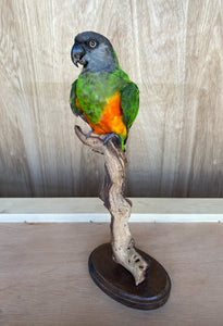 Senegal Parrot