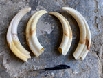 Warthog tusk set 01