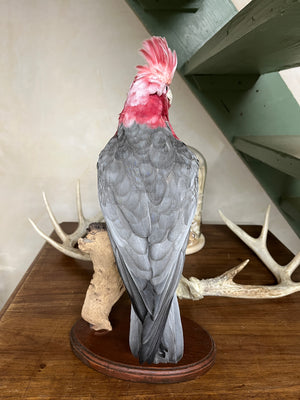 Galah Cockatoo