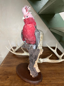 Galah Cockatoo