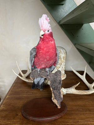 Galah Cockatoo