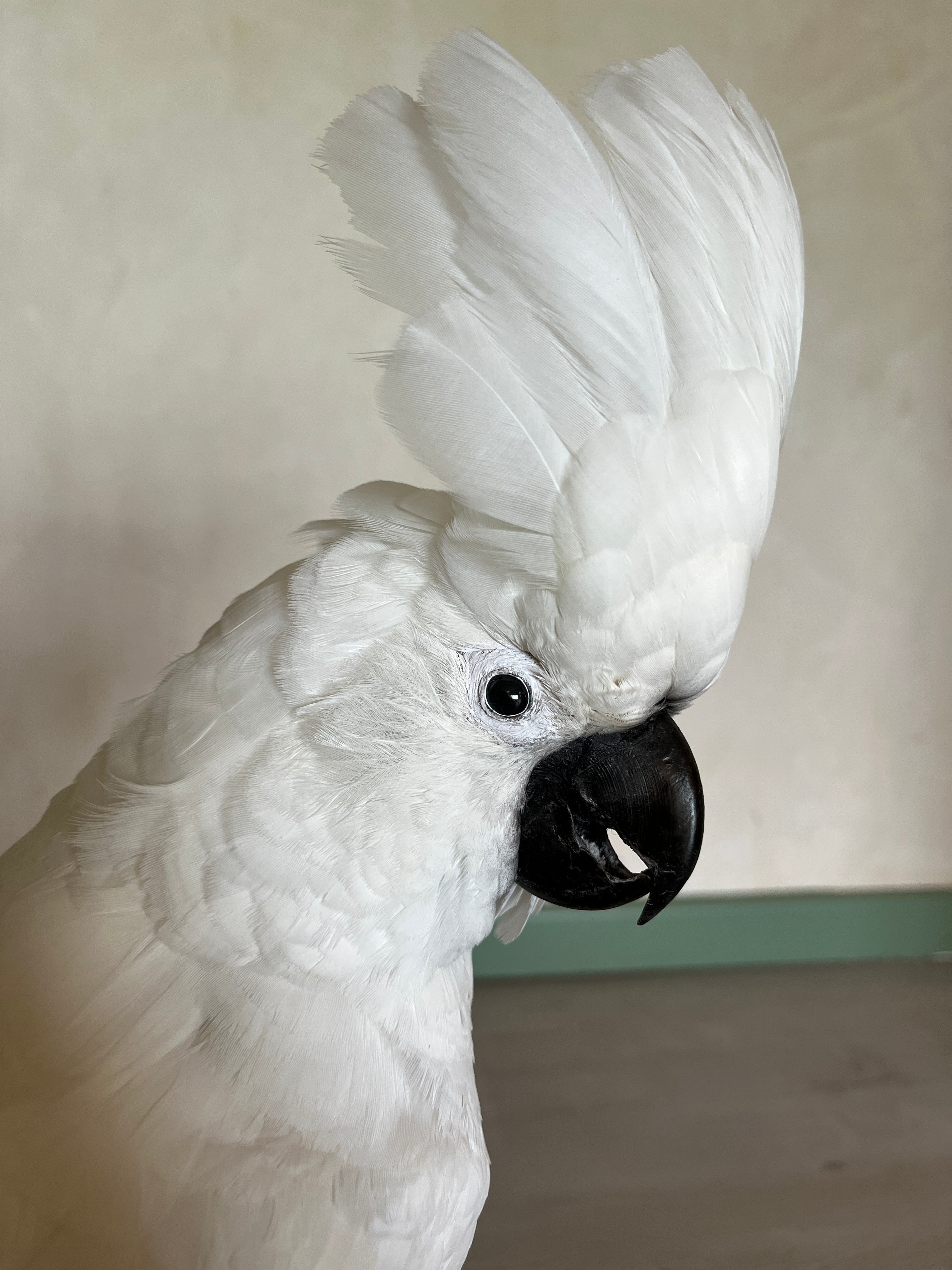 White Cockatoo