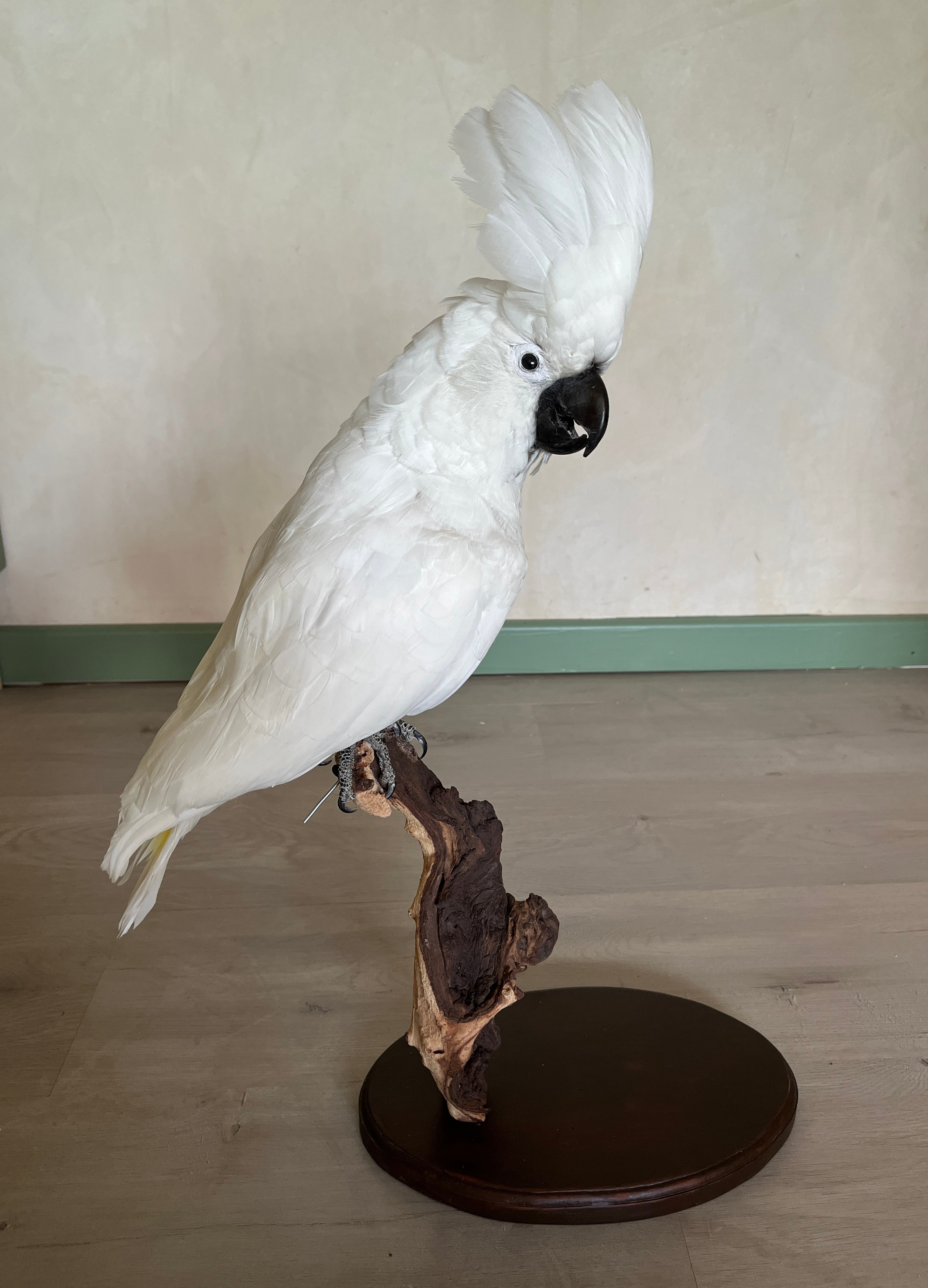 White Cockatoo