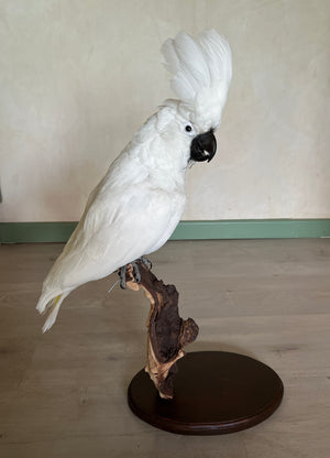 White Cockatoo