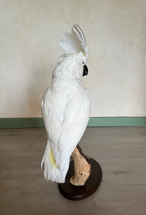 White Cockatoo