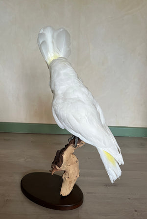 White Cockatoo