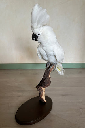 White Cockatoo