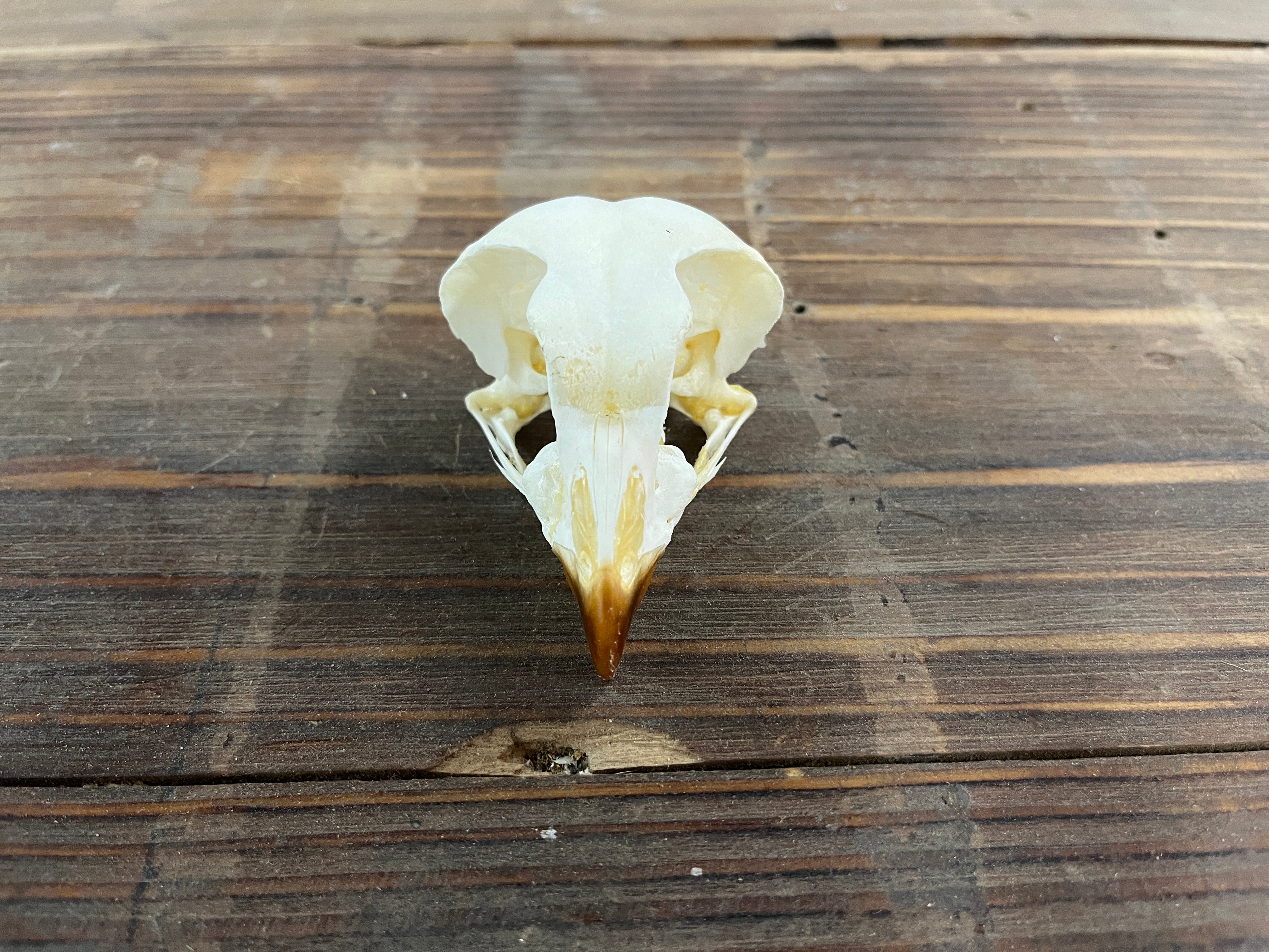 Spotted Eagle Owl skull