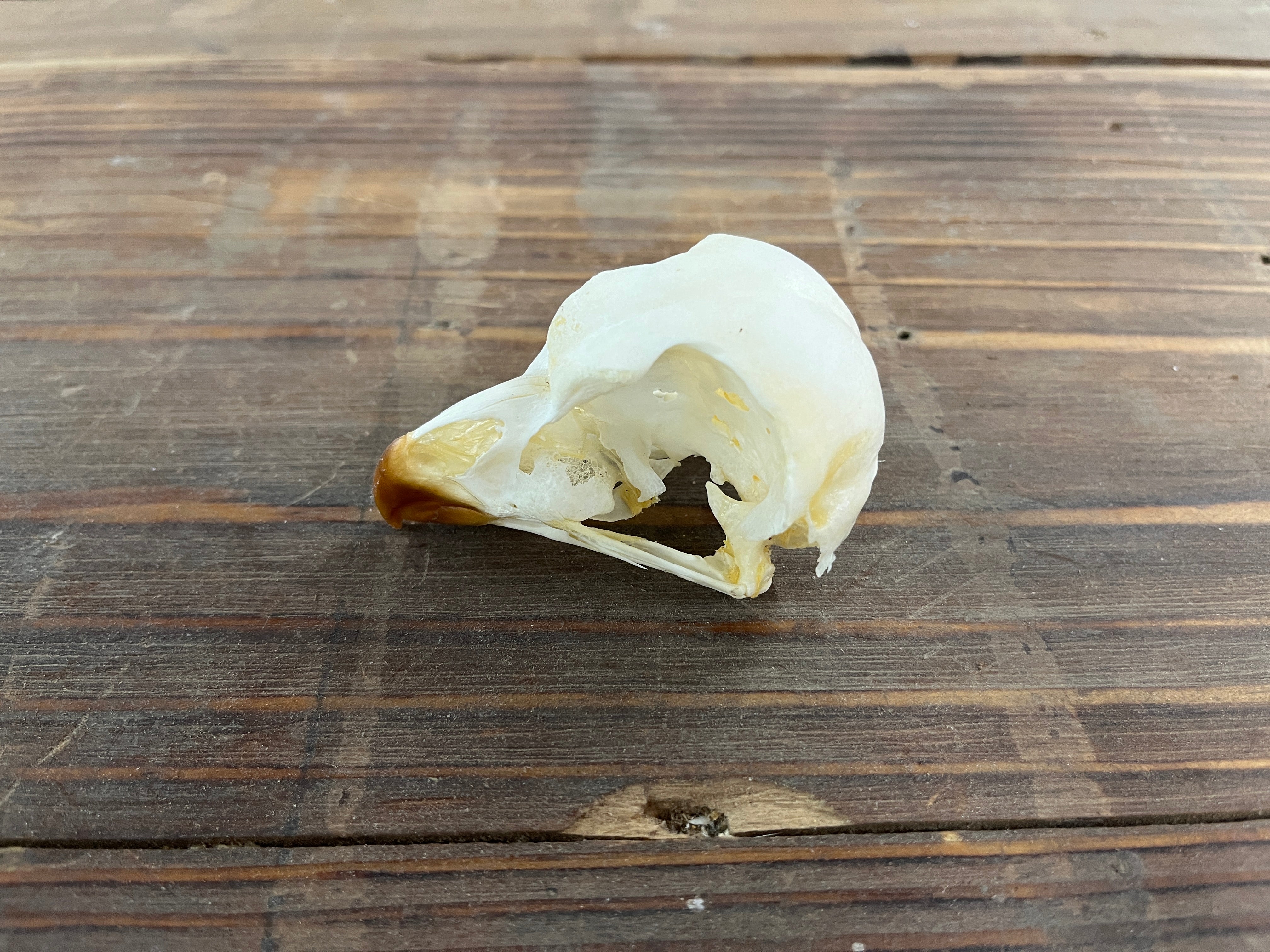 Spotted Eagle Owl skull