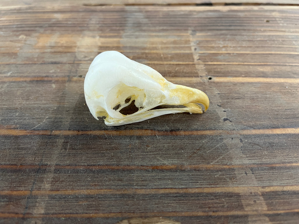 Barn Owl skull