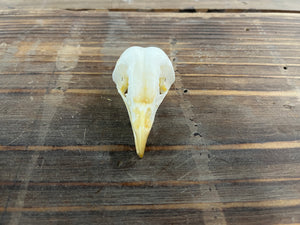 Barn Owl skull