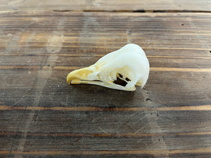 Barn Owl skull