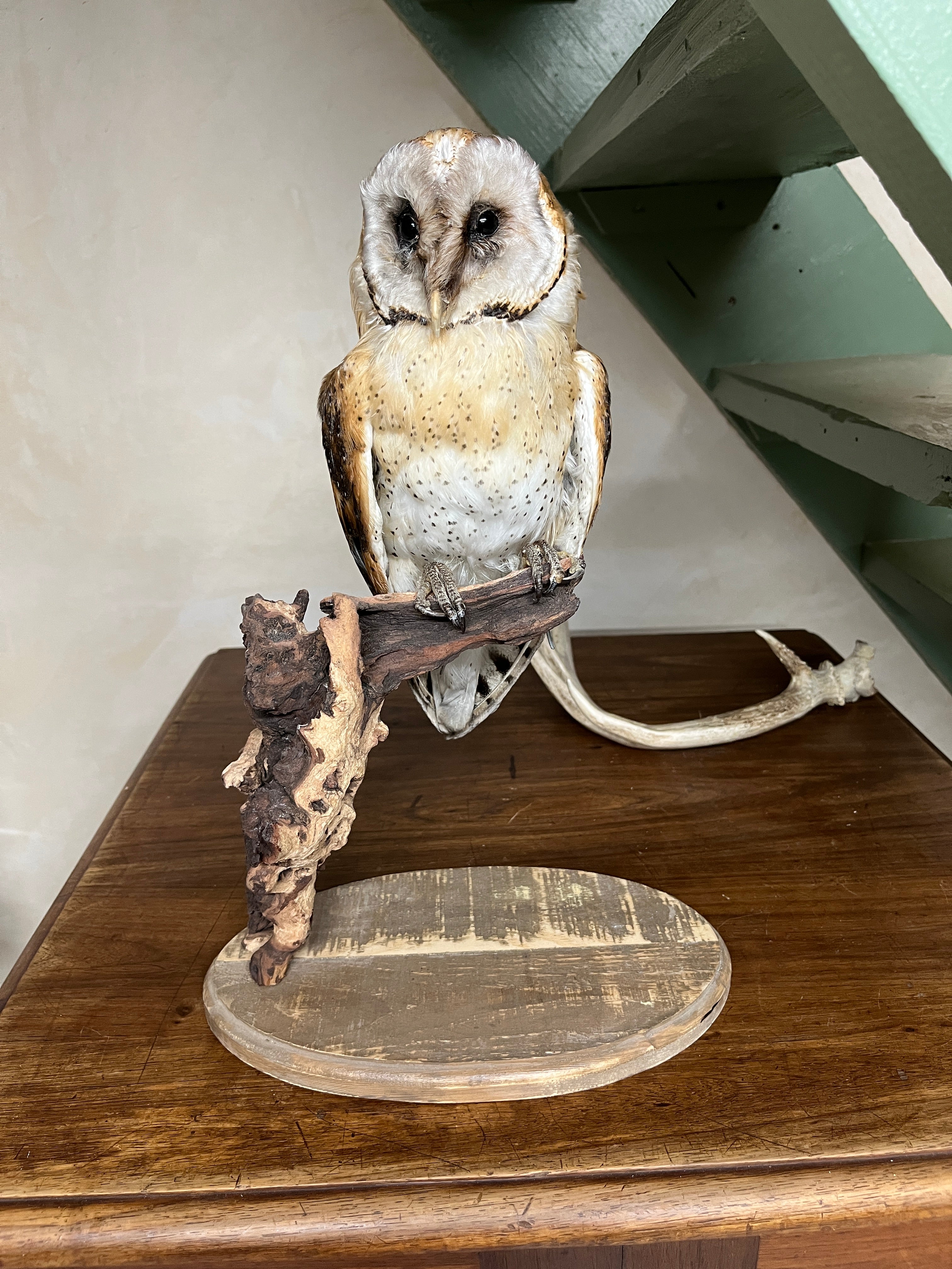 Barn Owl