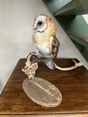 Barn Owl