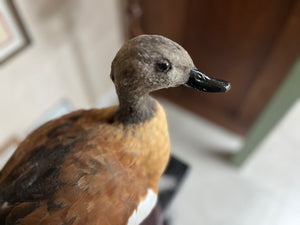 South African Shelduck