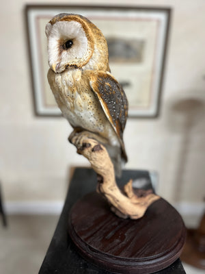 Barn Owl