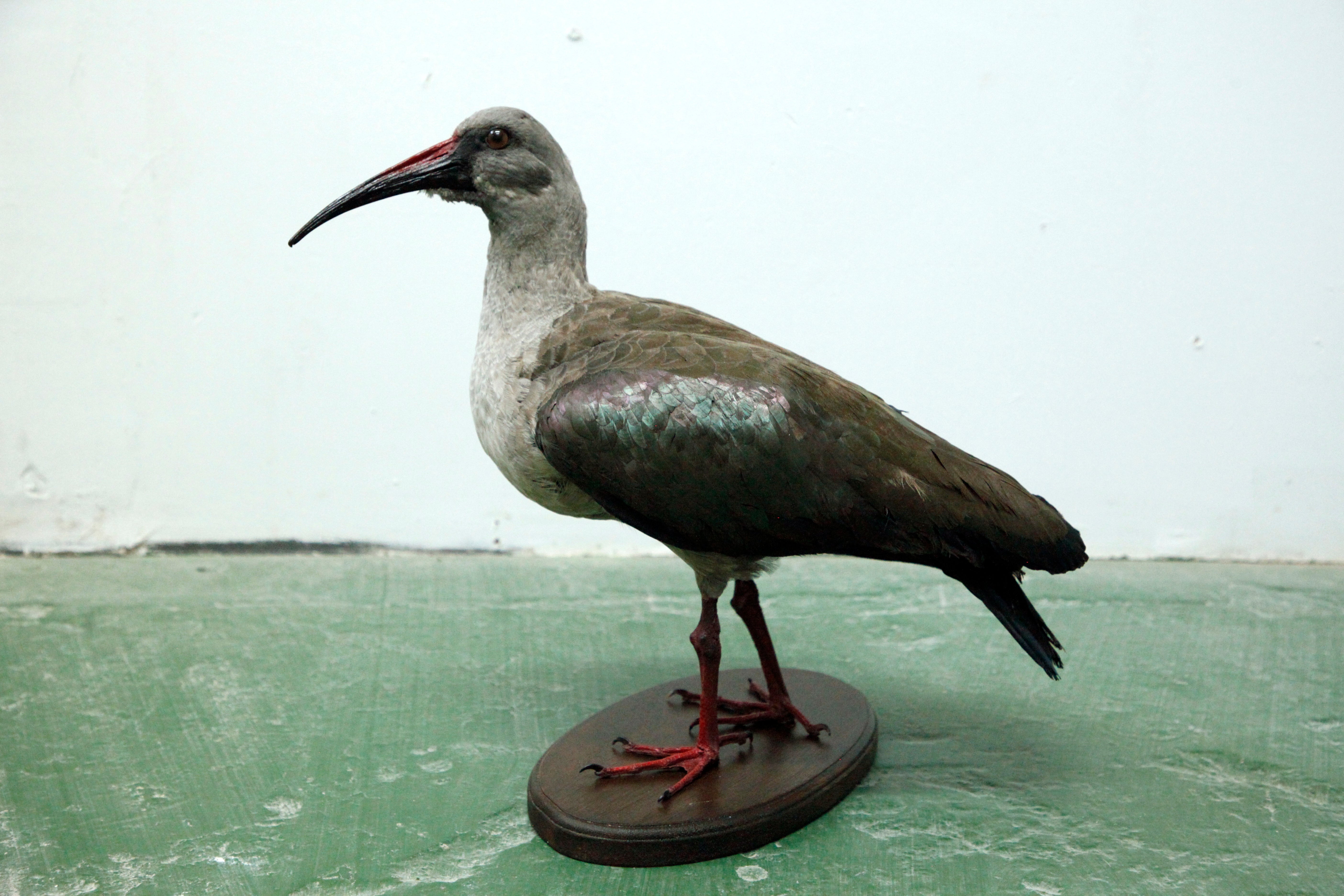 Hadeda Ibis