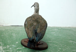 Hadeda Ibis