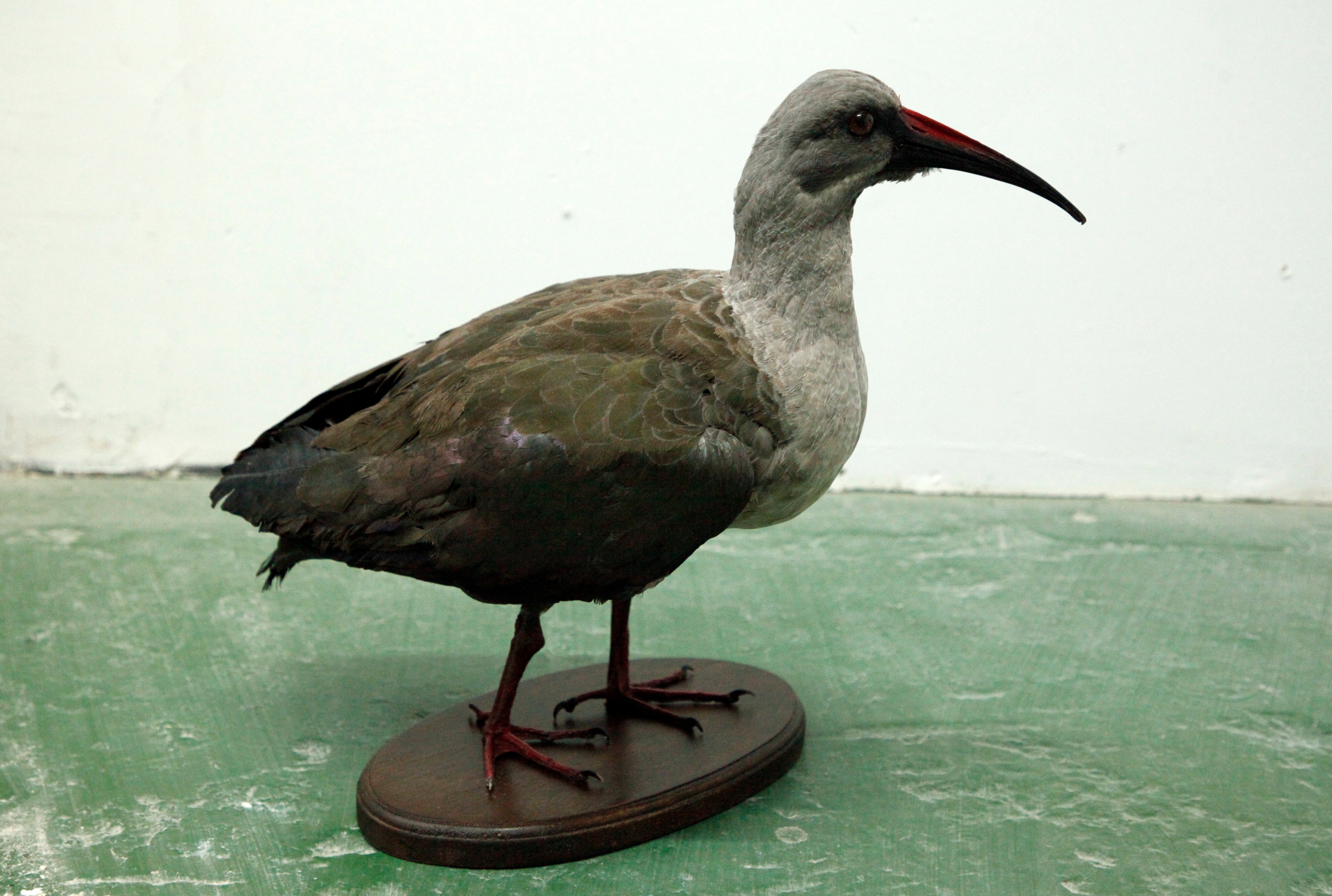 Hadeda Ibis