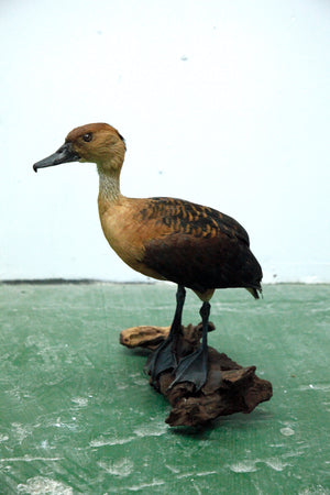 Fulvous whistling Duck 01