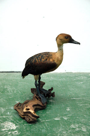 Fulvous whistling Duck 01