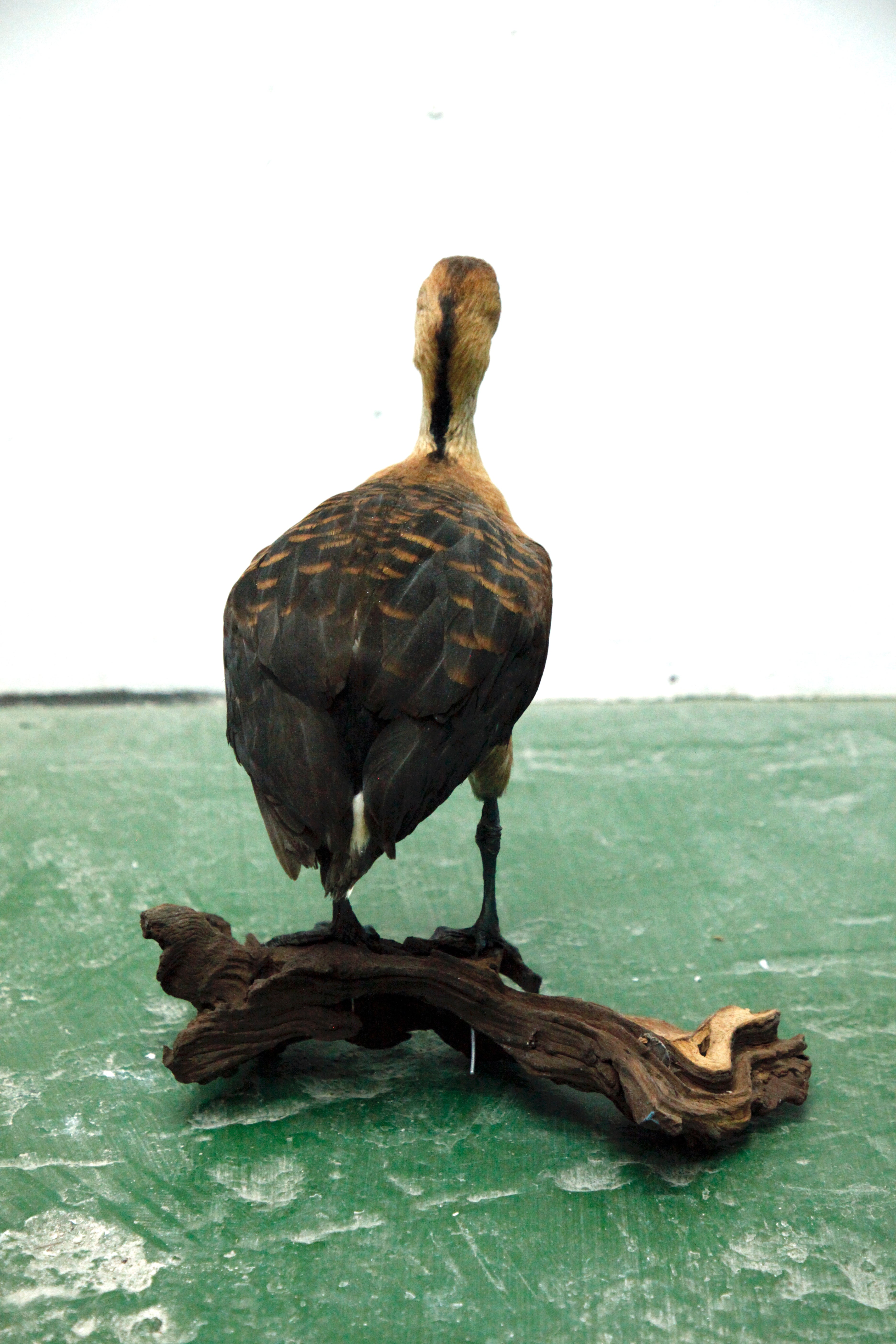 Fulvous whistling Duck 01