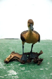 Fulvous whistling Duck 01